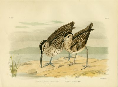 Australian Whimbrel, 1891 by Gracius Broinowski